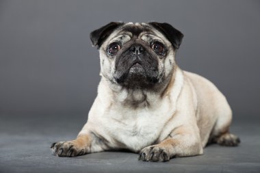 Pug köpek gri arka plan üzerinde. Stüdyo vurdu.