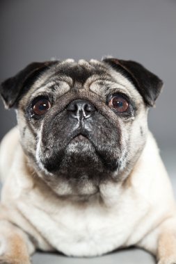 Pug köpek gri arka plan üzerinde. Stüdyo vurdu.