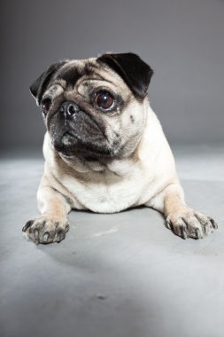 Pug köpek gri arka plan üzerinde. Stüdyo vurdu.