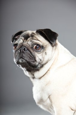 Pug köpek gri arka plan üzerinde. Stüdyo vurdu.