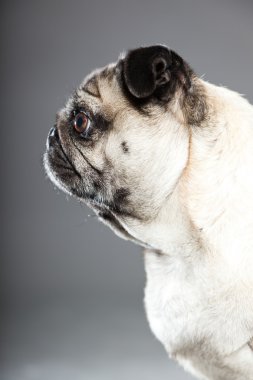 Pug köpek gri arka plan üzerinde. Stüdyo vurdu.