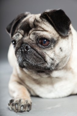 Pug köpek gri arka plan üzerinde. Stüdyo vurdu.