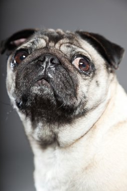 Pug köpek gri arka plan üzerinde. Stüdyo vurdu.
