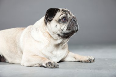 Pug köpek gri arka plan üzerinde. Stüdyo vurdu.
