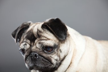 Pug köpek gri arka plan üzerinde. Stüdyo vurdu.