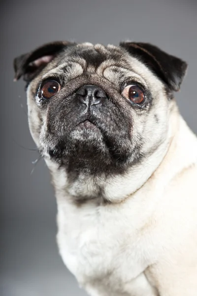 Pug köpek gri arka plan üzerinde. Stüdyo vurdu.