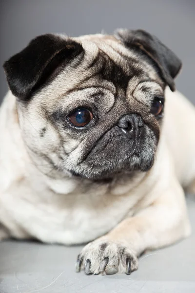 Cane carlino su sfondo grigio. Studio girato . — Foto Stock