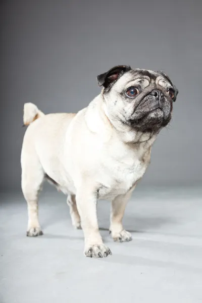 灰色の背景上のパグ犬。スタジオ撮影. — ストック写真