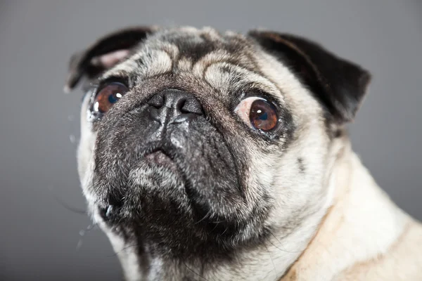 Pug köpek gri arka plan üzerinde. Stüdyo vurdu.