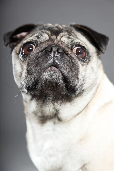 Cane carlino su sfondo grigio. Studio girato . — Foto Stock