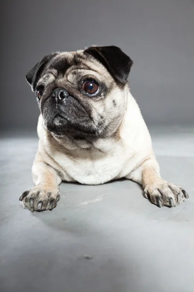 Pug dog on grey background. Studio shot. — Stock Photo, Image