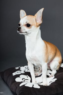 küçük şirin chihuahua köpek.