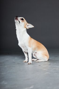 küçük şirin chihuahua köpek.