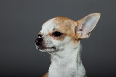 küçük şirin chihuahua köpek.