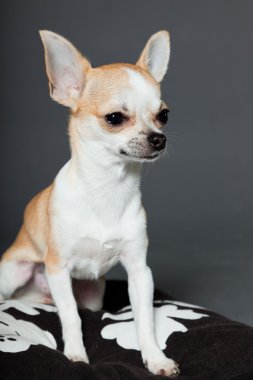 küçük şirin chihuahua köpek.