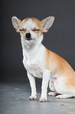 küçük şirin chihuahua köpek.