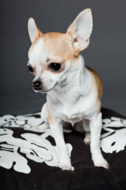 küçük şirin chihuahua köpek.