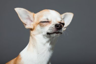 küçük şirin chihuahua köpek.