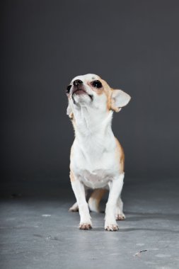 küçük şirin chihuahua köpek.