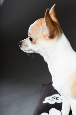küçük şirin chihuahua köpek.