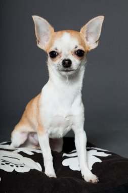 küçük şirin chihuahua köpek.