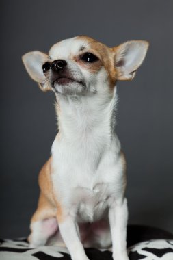 küçük şirin chihuahua köpek.