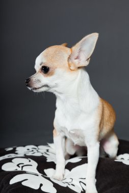 küçük şirin chihuahua köpek.