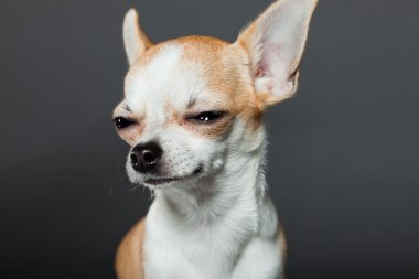 küçük şirin chihuahua köpek.