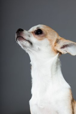 küçük şirin chihuahua köpek.