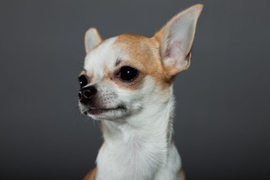 küçük şirin chihuahua köpek.