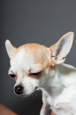 küçük şirin chihuahua köpek.