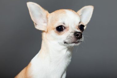 küçük şirin chihuahua köpek.