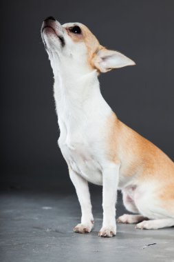 küçük şirin chihuahua köpek.