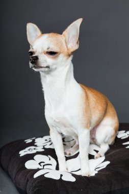küçük şirin chihuahua köpek.