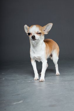küçük şirin chihuahua köpek.