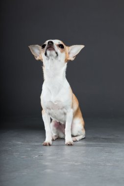 küçük şirin chihuahua köpek.