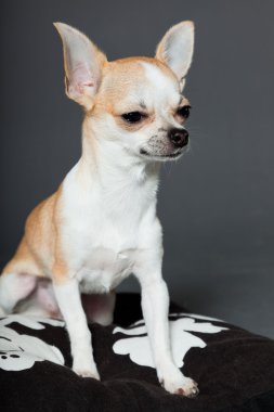 küçük şirin chihuahua köpek.