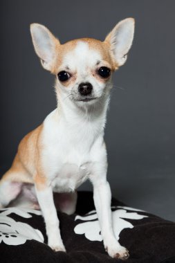 küçük şirin chihuahua köpek.
