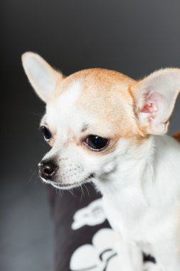 küçük şirin chihuahua köpek.