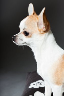 küçük şirin chihuahua köpek.