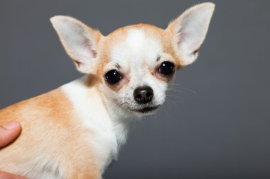 küçük şirin chihuahua köpek.