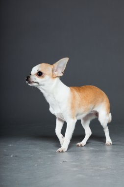 küçük şirin chihuahua köpek.
