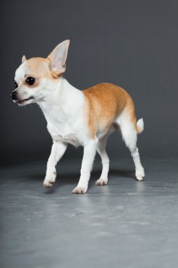 küçük şirin chihuahua köpek.