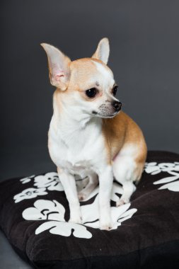 küçük şirin chihuahua köpek.