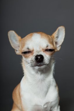 küçük şirin chihuahua köpek.