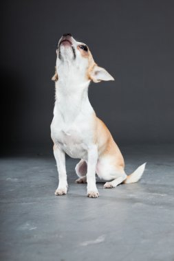 küçük şirin chihuahua köpek.