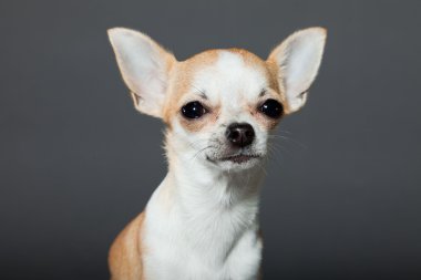 küçük şirin chihuahua köpek.