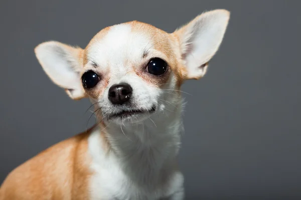 Pies bardzo mały chihuahua słodkie. — Zdjęcie stockowe