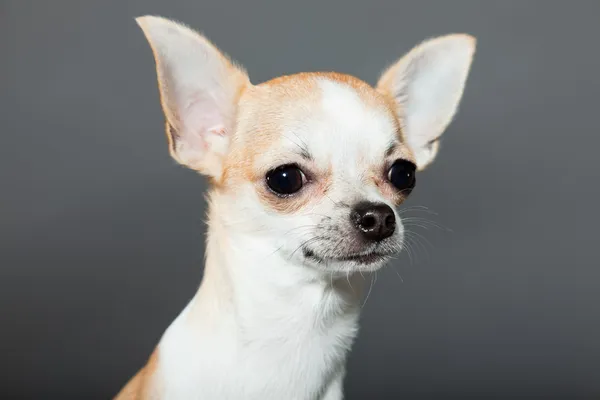 Mycket små söta chihuahua hunden. — Stockfoto