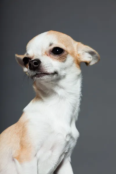 Very small cute chihuahua dog. — Stockfoto